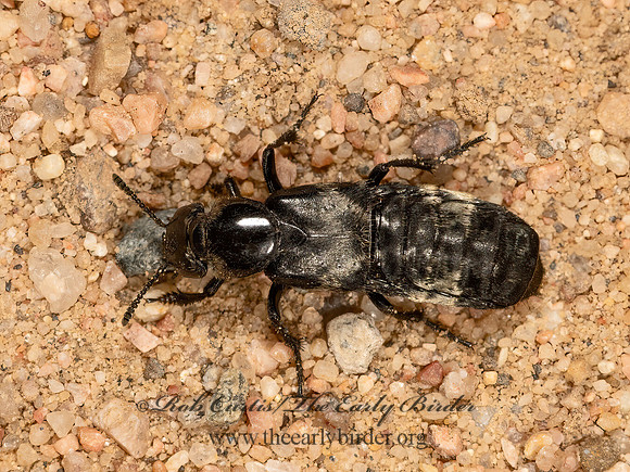 Creophilus maxillosus HAIRY ROVE BEETLE 3025578z
