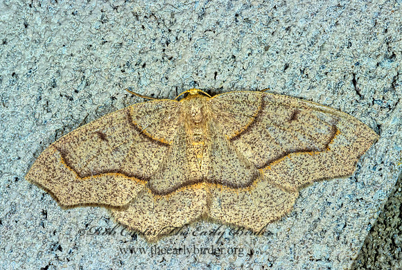 Lambdina fiscellaria HEMLOCK LOOPER 1275724z