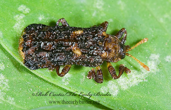 Octotoma marginicollis  HISPINE LEAF BEETLE 6026099z