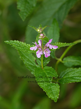Stachys palustris  MARSH WOUNDWORT 9040926z