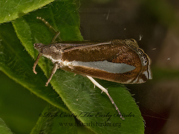 Crambus praefectellus  COMMON GRASS VENEER 9081501z
