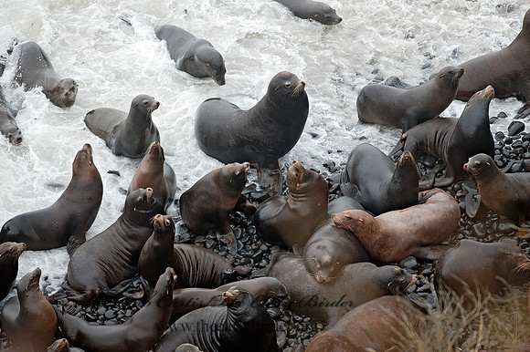 Zalophus californianus  CALIFORNIA SEA LION 8019717z