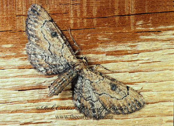 Tornos BOARMIINI GEOMETRID MOTH 94007z