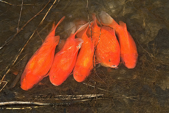 Cyprinus carpio  KOI 5004814z