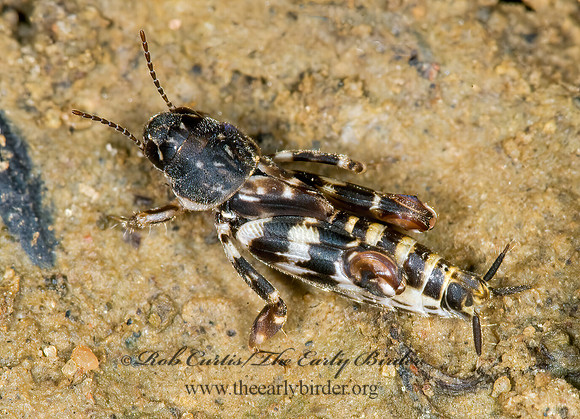 Ellipes minuta 6009725z