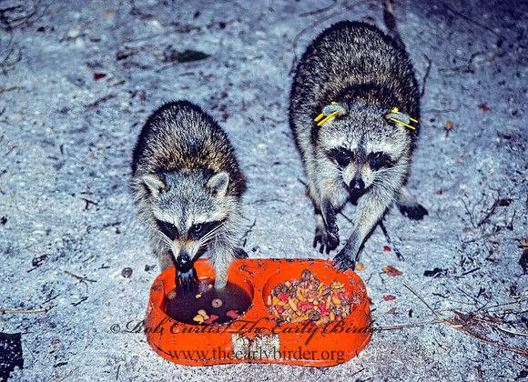 Procyon lotor  RACCOON 10024 z