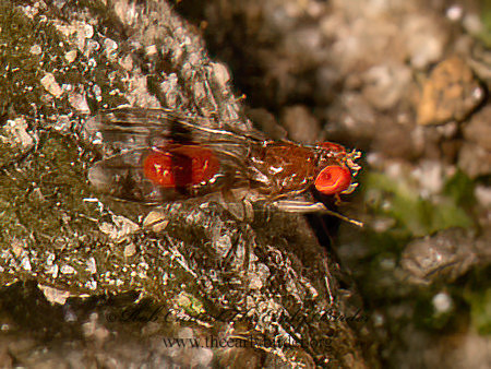 Chymomyza amoena  SMALL FRUIT FLY  9080834z