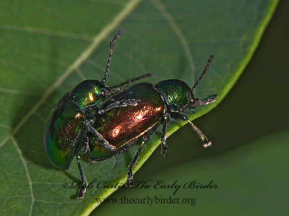 Chrysochus auratus 8016431z