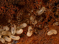Lasius americanus WOODLAND FUZZY ANT 9086992z