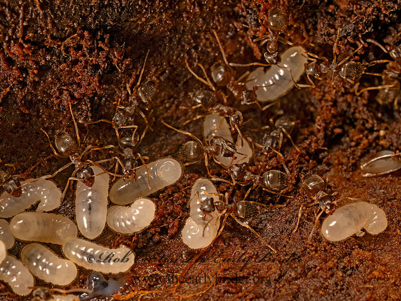 Lasius americanus  WOODLAND FUZZY ANT 9086992z