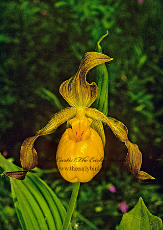 Cypripedium calceolus  YELLOW LADY'S SLIPPER 95501z