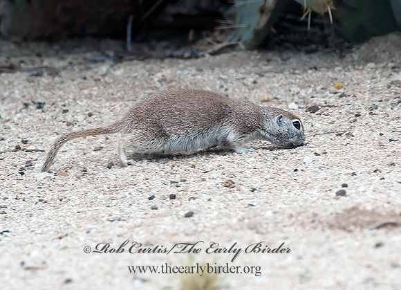 Xerospermophilus tereticaudus  ROUND-TAILED GROUND SQUIRREL 5005190z