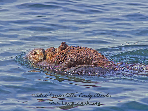 Enhydra lutris kenyoni  NORTHERN SEA OTTER 225402 z