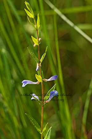Penstemon digitalis or laevigaetus 8025905z