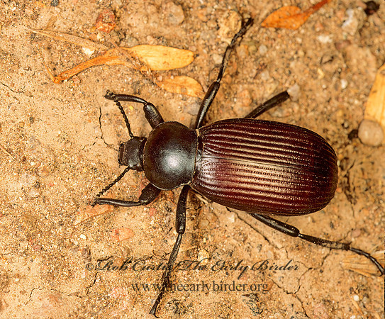 Eleodes obscurus 94516-1z