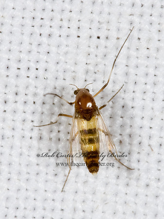 Cricotopus  NON-BITING MIDGE 6025039z