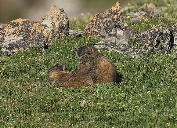 Marmota flaviventris  YELLOW-BELLIED MARMOT 7010625z