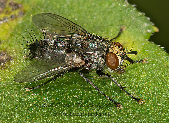 Voria  TACHINID FLY 9024229z