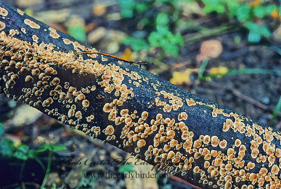 Stereum complicatum  CROWDED PARCHMENT 82325z