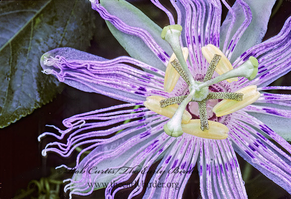 Passiflora incarnata   PASSION FLOWER 169923z