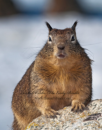 Otospermophilus beecheyi  CALIFORNIA GROUND SQUIRREL 7017643z