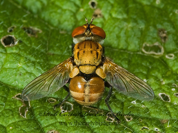 Gymnoclytia occidua  PHASIINAE TACHINID FLY 5013165z