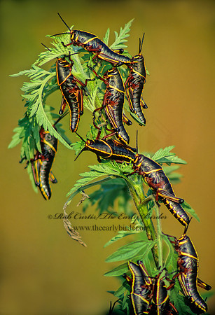 Romalea microptera SOUTHERN LUBBER GRASSHOPPER 17024z