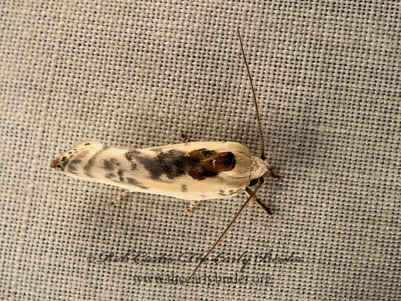 Antaeotricha  BIRD-DROPPING MOTH 9051720z