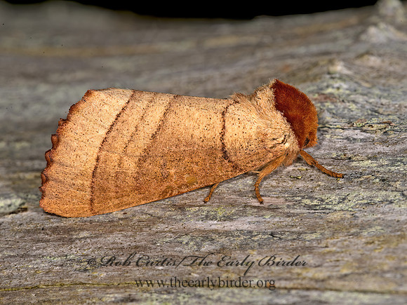 Datana ministra  YELLOW-NECKED CATERPILLAR MOTH 9033914z