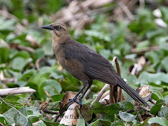 Quiscalus mexicanus  GREAT-TAILED GRACKLE 3029000z