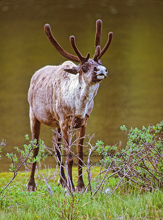 Rangifer tarandus  CARIBOU 235918z