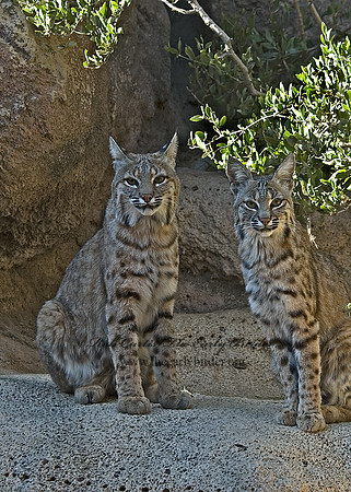 Lynx rufus  BOBCAT 5005770z