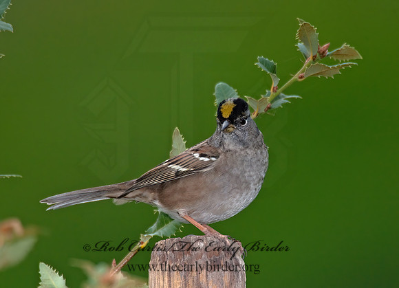 Zonotrichia atricapilla  GOLDEN-CROWNED SPARROW 8020756z