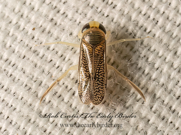 Trichocorixa WATER BOATMAN 9082254z