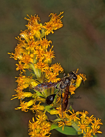 Isodontia mexicana 116314z