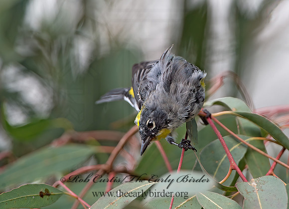 Setophaga coronata auduboni  AUDUBON'S WARBLER  9055004z