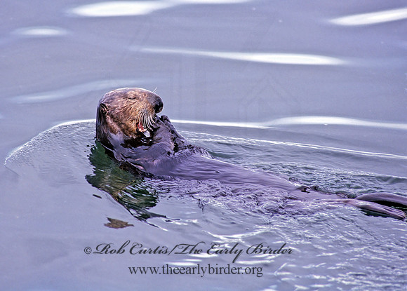 Enhydra lutris kenyoni  NORTHERN SEA OTTER 224332 z