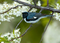 Setophaga caerulescens BLACK-THROATED BLUE WARBLER 5006662z