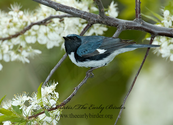 Setophaga caerulescens  BLACK-THROATED BLUE WARBLER  5006662z