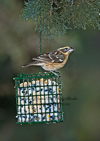 Pheucticus melanocephalus  BLACK HEADED GROSBEAK 5006151z