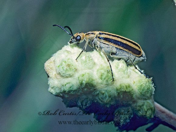 Epicauta strigosa 21906z