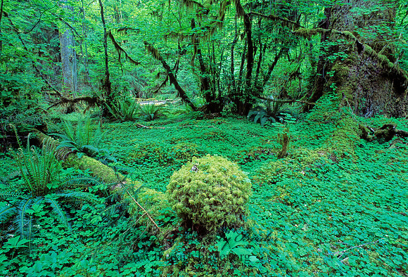 TEMPERATE RAIN FOREST 132824z