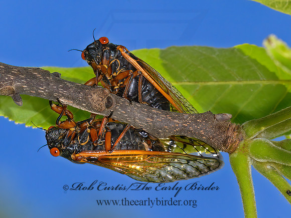 Magicicada cassinii  CASSIN'S PERIODICAL CICADA 3021432z