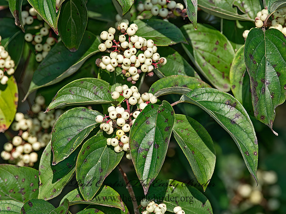Cornus racemosa  GRAY DOGWOOD 9040975z