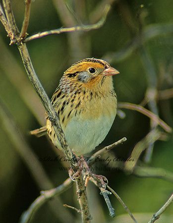 Ammospiza leconteii  LE CONTE'S SPARROW 182517z