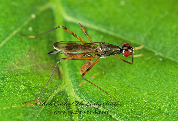 Rainieria antennaepes  STILT-LEGGED FLY 155010z