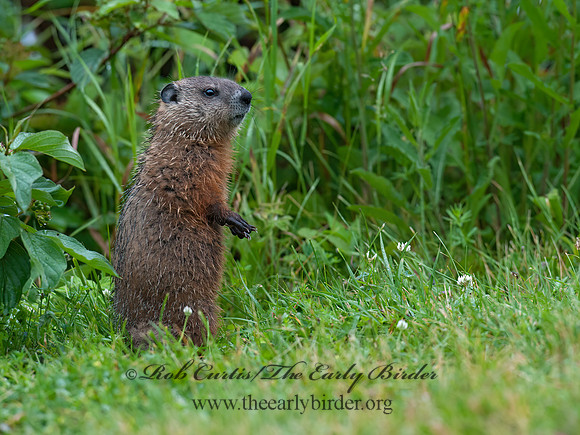 Marmota monax  WOODCHUCK 8034837z