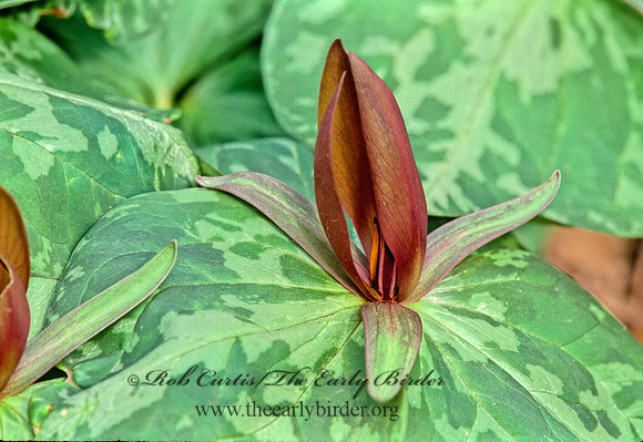 Trillium sessile  TOADSHADE 265025z