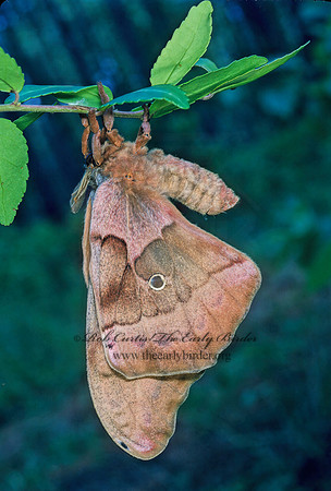 Antheraea polyphemus  POLYPHEMUS MOTH 169202 z