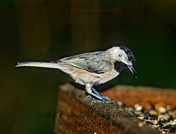 Poecile carolinensis  CAROLINA CHICKADEE 167730z